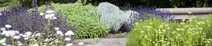 7 tips groen bedrijfspand, plaats bloemenstrook van nectarplanten