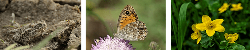 Nationale Zaaidag | bloeiende bedrijventerreinen | biodiversiteit