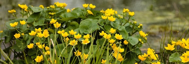 Biodiversiteit en bedrijver | lokaal en wereldwijd