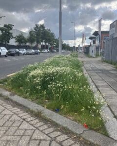 BIZ Gadering Hoogvliet vergroent